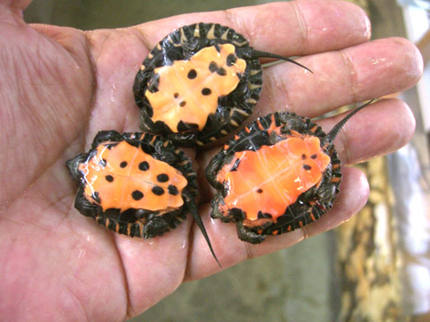 Mauremys nigricans2.jpg