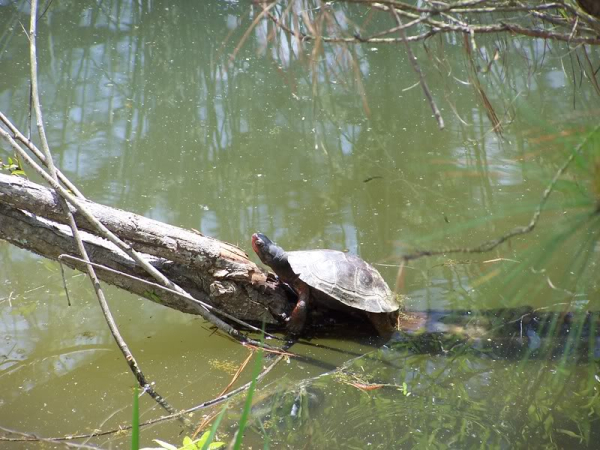 Mauremys nigricansb.jpg