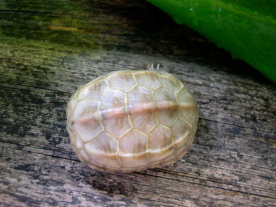 Mauremys reevesii 1.jpg