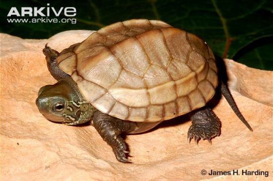 Mauremys reevesii 4.jpg
