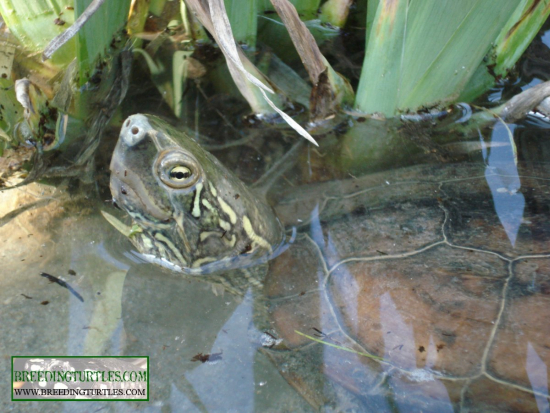 Mauremys reevesii.jpg