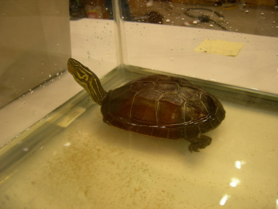 cuora amboinensis X mauremys reevesii.jpg