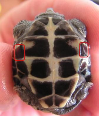 Mauremys reevesii.jpg