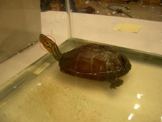 amboinensis X reevesii.jpg