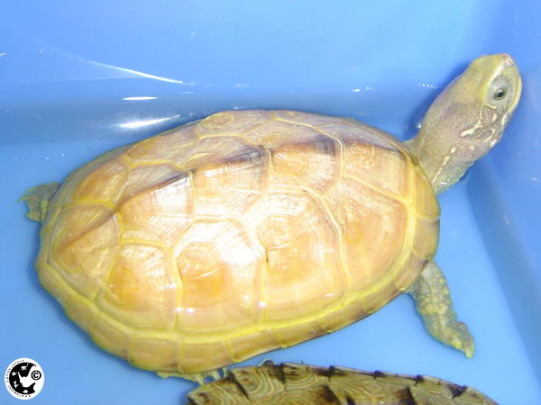 Mauremys reevesii hypomelanistic.jpg