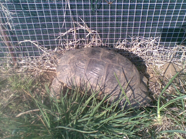 sveglia-letargo170312_1.jpg