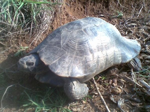 sveglia-letargo170312_3.jpg