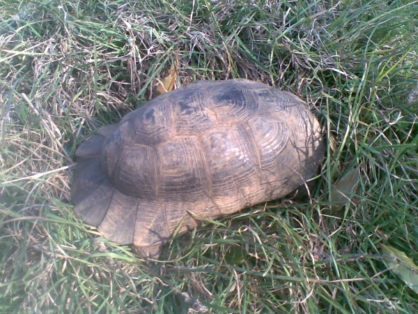 sveglia-letargo170312_4.jpg