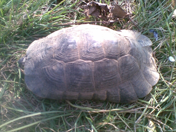 sveglia-letargo170312_5.jpg