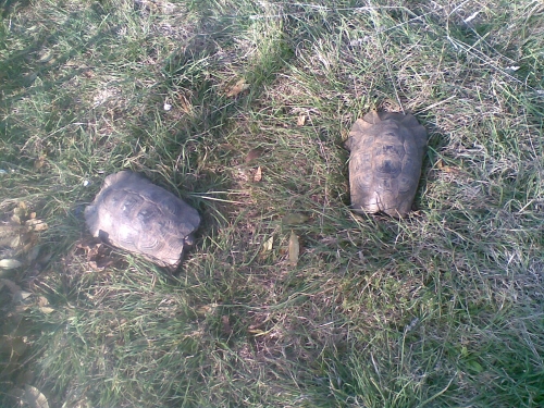 sveglia-letargo170312_6.jpg