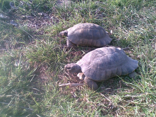 sveglia-letargo170312_8.jpg