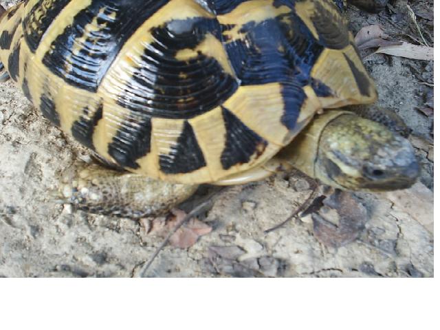 PIC_0064.JPG