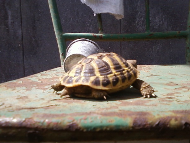 Foto0034.jpg