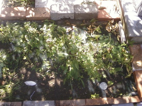 Foto0040.jpg