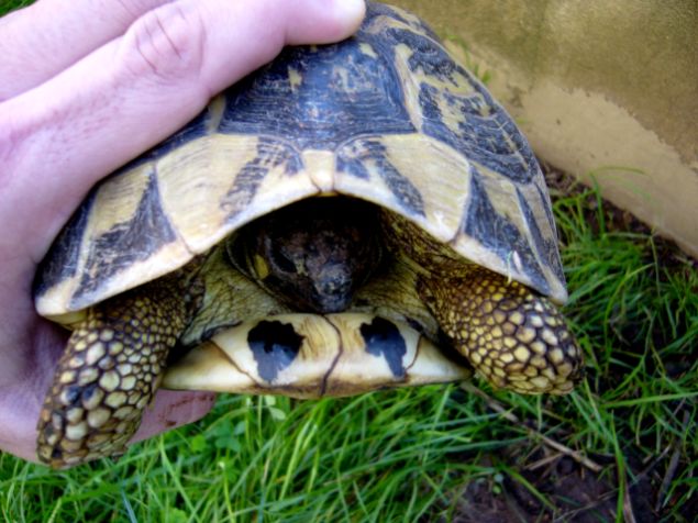 H.Hfemmina_con_baffetti_21x1,8kg_baffetti.jpg