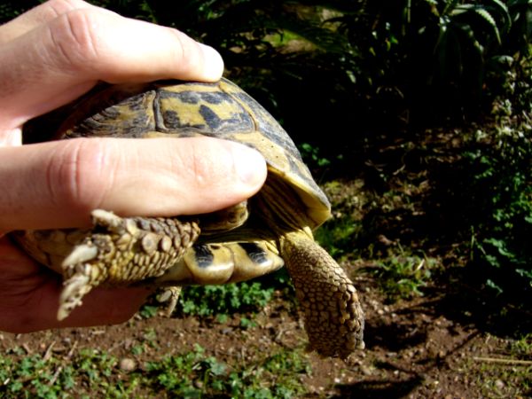 H.Hmaschio_con_baffetti_15,5x1kg_baffetti2.jpg