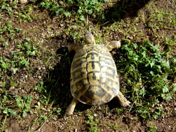 H.Hmaschio_con_baffetti_15,5x1kg_carapace1.jpg