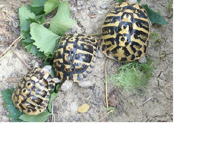 PIC_0078.JPG