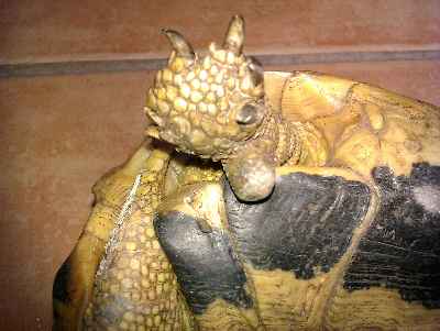 IMAG0092.jpg