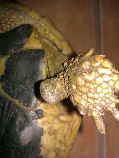 IMAG0093.jpg