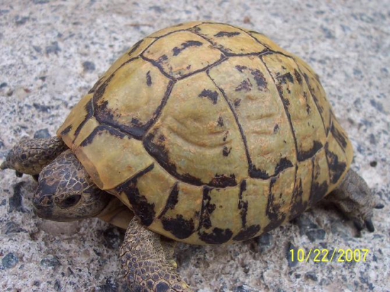 testudo hermanni hermanni.jpg