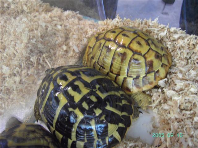PICT0244 (Small).JPG