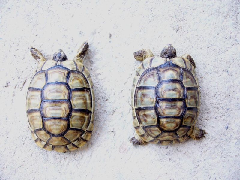 MarginatineIpoCarapace.jpg
