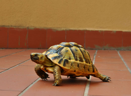 DSC_0465 copia.jpg