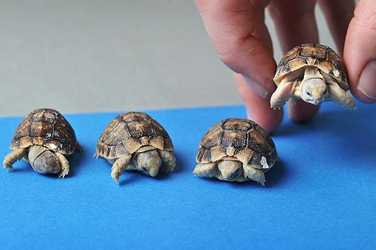 Tortoises_03_1504131a[1].jpg