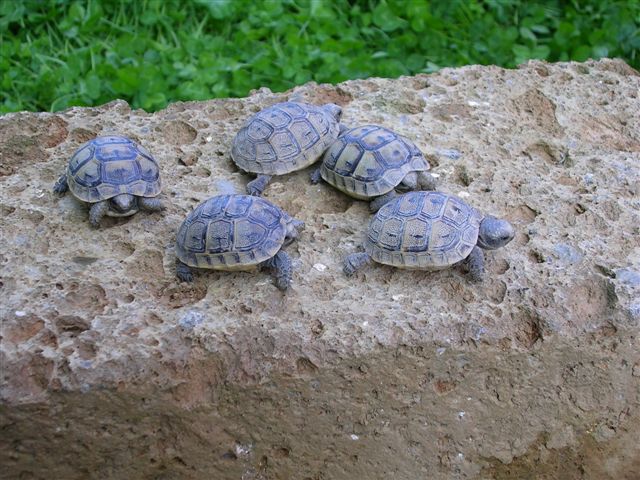 testudo.jpg