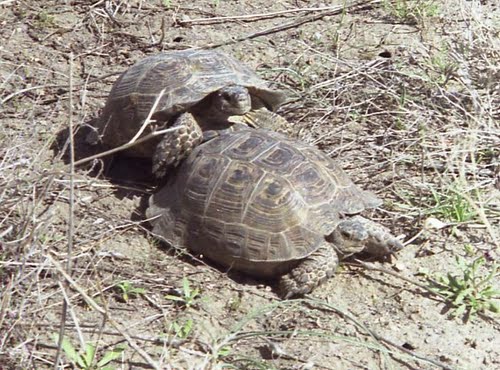 Testudo graeca armeniaca1.jpg