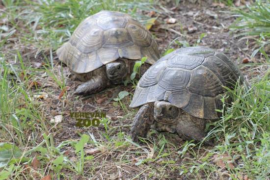 Testudo graeca armeniaca2.jpg