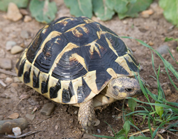 Hermanni.h - Femmina - Sarda.jpg