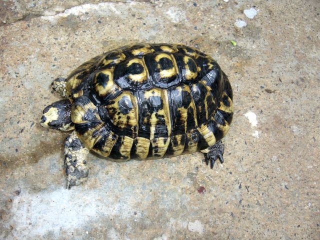 GraecaFurculachelysSarda15,5x0,8kg_carapace_640x480.jpg