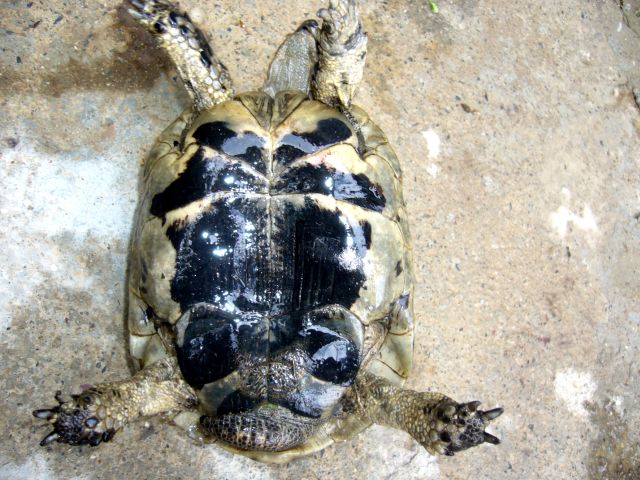 GraecaFurculachelysSarda15,5x0,8kg_piastrone_640x480.jpg