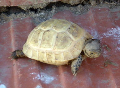 Graeca 1.jpg
