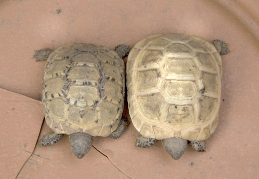 Sorelle Carapace 1.jpg