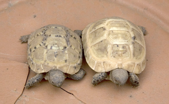 Sorelle Carapace 2.jpg