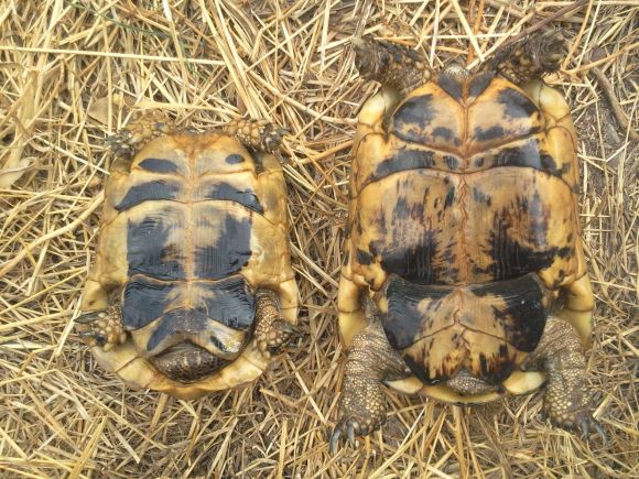 GraecaSardaF-M_ipomelanici_piastroni_800x600.jpg
