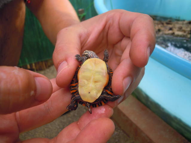 DSCN2101 (FILEminimizer).JPG