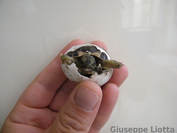 DSCF7138.JPG