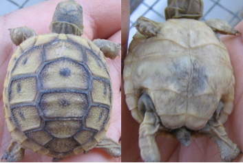 testudo.jpg