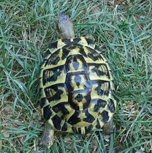 taratrughe 0471.jpg