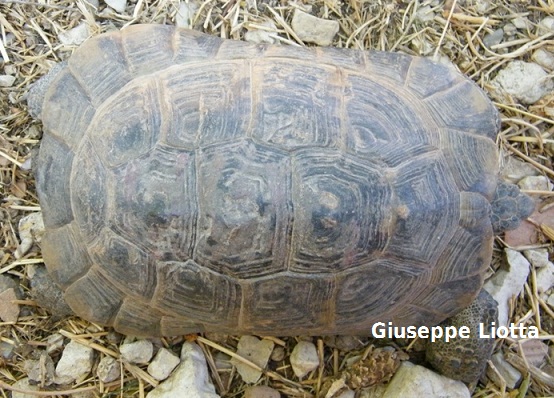 anamur 3.JPG