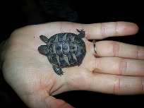 Cucciolo1.jpg