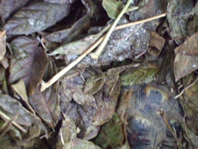 DSCF3005a.jpg