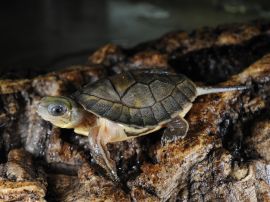 760-julie-larsen-maher-8664-chinese-yellow-headed-box-turtle-wor-bz-08-20-12_270x202_c.jpg