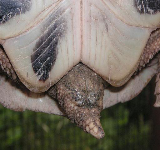 PICT0111a.JPG