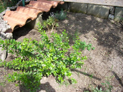 dscn2221.jpg