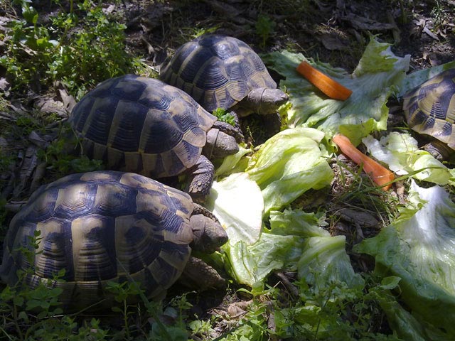 03_29042010459.jpg